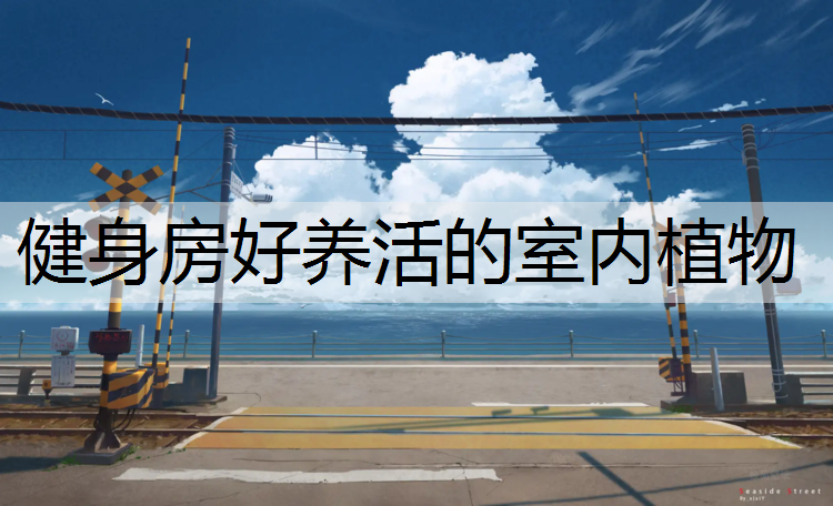 健身房好养活的室内植物